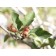 Winter King Hawthorne-Berry ©photo ArborTanics Inc.