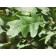 CRIMSON SPIRE® OAK ©photo ArborTanics Inc.