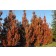 Crimson Spire Oak (low branching )Privacy Screen