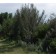 Curl Leaf Mountain Mahogany...©photo ArborTanics Inc.