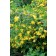 Photo Courtesy of Bailey Nurseries Inc.