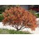 Cutleaf Stahorn Sumac-Fall ©photo ArborTanics Inc.