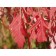 Cutleaf Staghorn Sumac-Fall ©photo ArborTanics Inc.