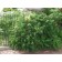 Cutleaf Stahorn Sumac ©photo ArborTanics Inc.
