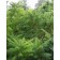 Cutleaf Stahorn Sumac ©photo ArborTanics Inc.