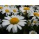 Silver Princess Shasta Daisy© photo ArborTanics Inc