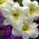 Photo Courtesy of Walter's Gardens, Inc.