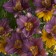 Photo Courtesy of Walter's Gardens, Inc.