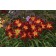 Photo Courtesy of Ball Horticultural Company