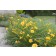 Photo Courtesy of Bailey Nurseries Inc.