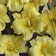 Photo Courtesy of Walter's Gardens, Inc.