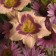 Photo Courtesy of Walter's Gardens, Inc.