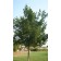 Deborah Norway Maple ©photo ArborTanics Inc.