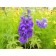 Black Knight Delphinium© photo ArborTanics Inc