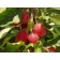 COOKING & SPICING CRABAPPLES