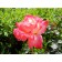 Double Delight Rose© photo ArborTanics Inc