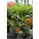 Double Delight Rose© photo ArborTanics Inc