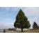 Rocky Mountain Douglas Fir ©photo David Spahn