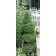 Dwarf Alberta Spruce-Topiary Form...©photo ArborTanics Inc.