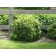 Dwarf European Cranberry Viburnum...©photo ArborTanics Inc.