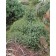 Dwarf Serbian Spruce ©photo ArborTanics Inc.