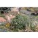 Dwarf Serbian Spruce..,.©photo ArborTanics Inc.