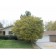 EASTERN REDBUD ©photo ArborTanics Inc.