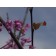 EASTERN REDBUD ©photo ArborTanics Inc.