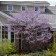EASTERN REDBUD ©photo ArborTanics Inc.
