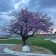 Photo© ArborTanics Inc.
