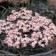 Photo Courtesy of Bailey Nurseries Inc.