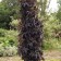 Photo Courtesy of Greenleaf Nursery Company