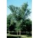 Photo Courtesy of The USDA National Arboretum , Washington DC 