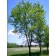 Photo Courtesy of The USDA,US National Arboretum, Washington, DC