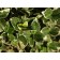 Emerald Gaiety Euonyumus...©photo ArborTanics Inc.