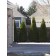 Emerald Green Arborvitae ©photo ArborTanics Inc.