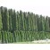 Emerald Green Arborvitae-Hedge...©photo David Spahn