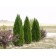 Emerald Green Arborvitae...©photo ArborTanics Inc.