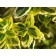 Emerald N Gold Euonymus...©photo ArborTanics Inc.