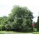 ENGLISH OAK-Denver, Colorado  ©photo Arbortanics Inc.