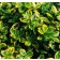 Photo Courtesy of Bailey Nurseries Inc.