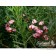 Photo Courtesy of Bylands Nurseries Ltd.
