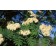 E;uropean Mountain Ash