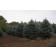 Fat Albert Blue Spruce-2014 Crop 10 ft. (David's Farm)