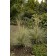Photo Courtesy of Walter's Gardens, Inc.