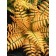 Photo Courtesy of Concept Plants