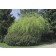 Fernleaf Pea Shrub