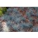 Blue Fescue - Generic (Adobe Stock Image)