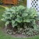 Photo Courtesy of Walter's Gardens, Inc.