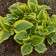 Photo Courtesy of Walter's Gardens, Inc.